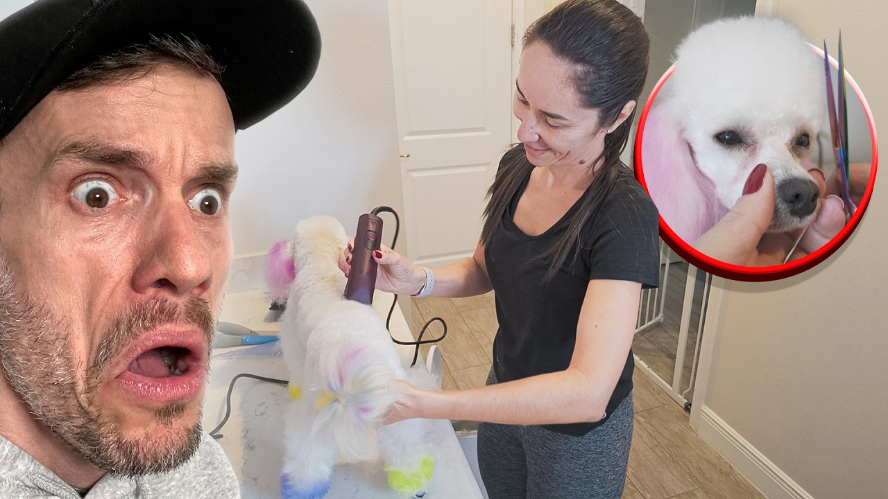 BANHO E TOSA EM CASA - Fam&iacute;lia Brancoala