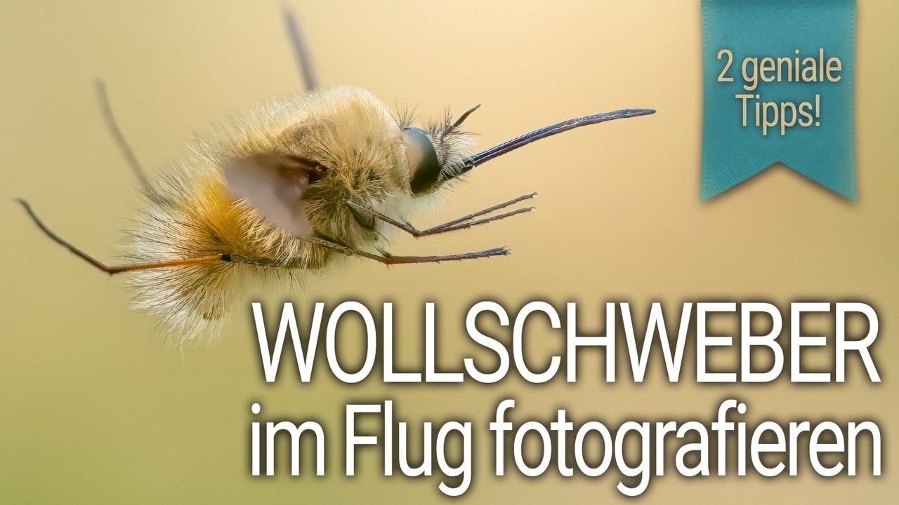 Unfassbar schnell! So fotografierst du Wollschweber im Flug (Zwei Profi-Tipps, Makrofotografie, 4K)