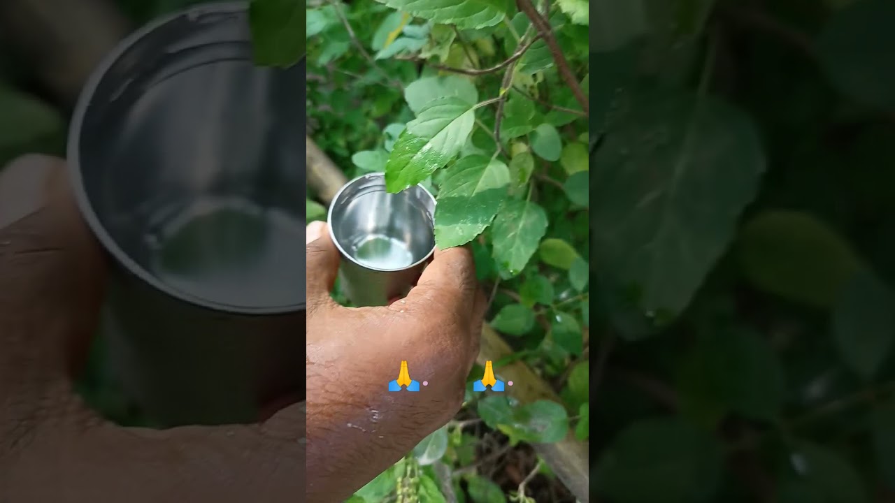 magic of Tulsi plant, 🥺🥺🥺🥺