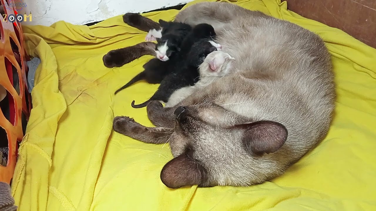 cat give birth to 04 big cute kittens / how kittens feed milk