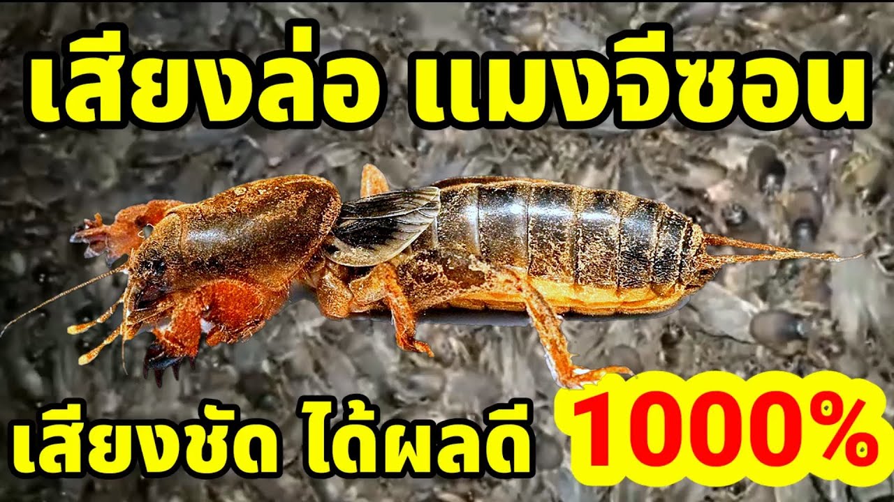 เสียงล่อแมงจีซอนเสียงล่อแมงกะซอน [เสียงชัดได้ผลดี] 1000%