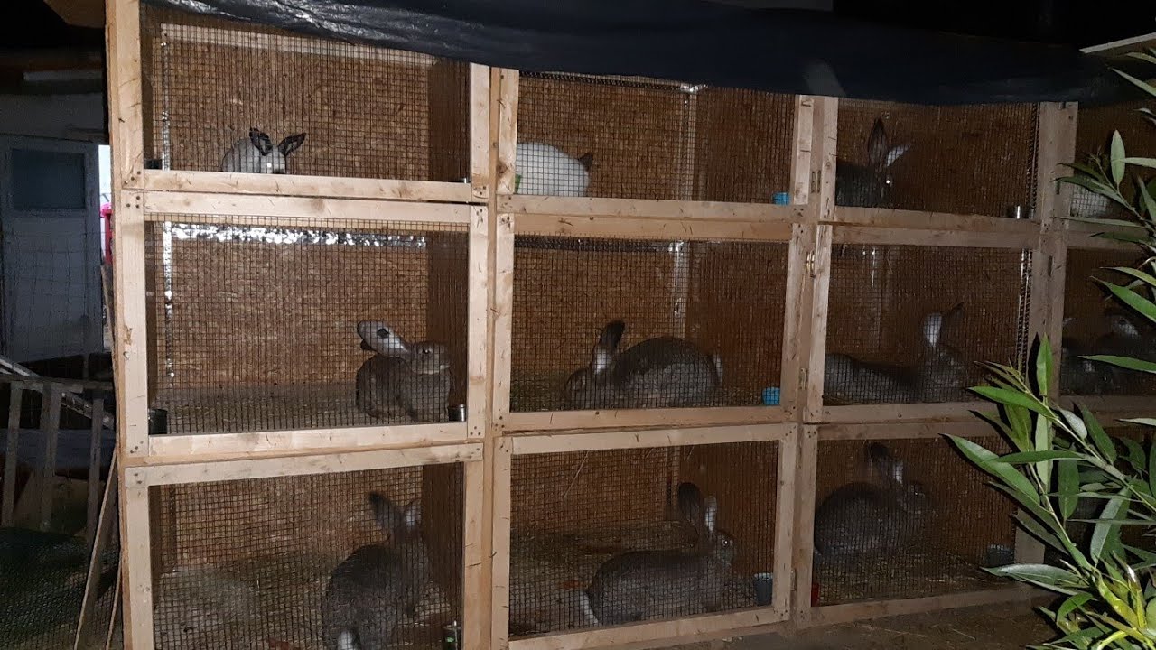 Ferma daniel  21 iunie. Noile custi  populate cu iepuri  și am.tatuat iepurii 31  buc!