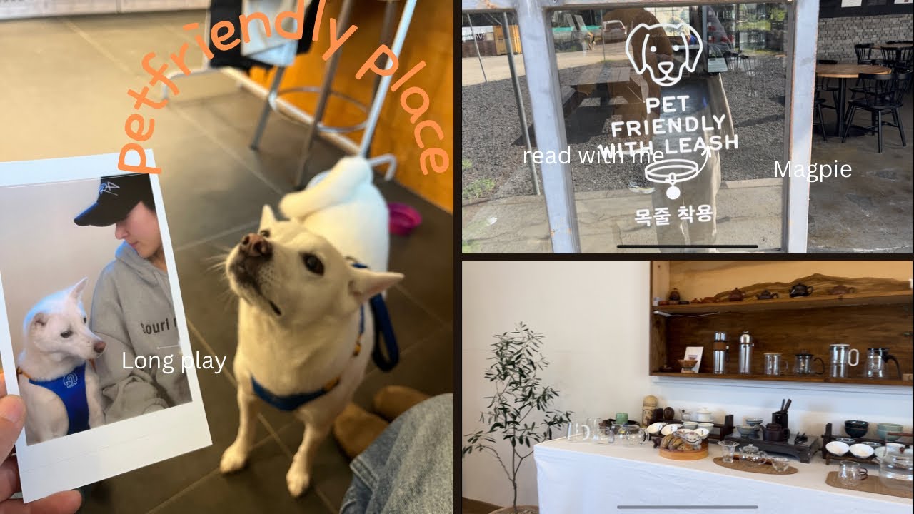 제주에서 반려견과 함께할수있는곳(롱플레이카페☕️|맥파이브루어리🍺|지유명차🍵)