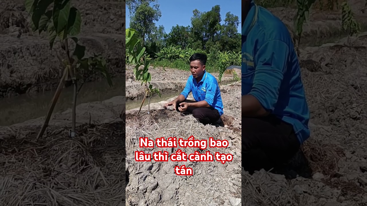 Cắt cành tạo tán cho cây Na thái trồng 1,5 tháng. Bà con Lưu ý điều gì khi cắt cành tạo tán