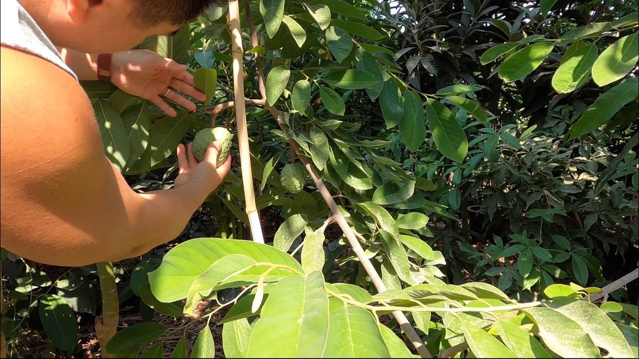Atemoya Fruit Trees in the Fresno/Visalia Area