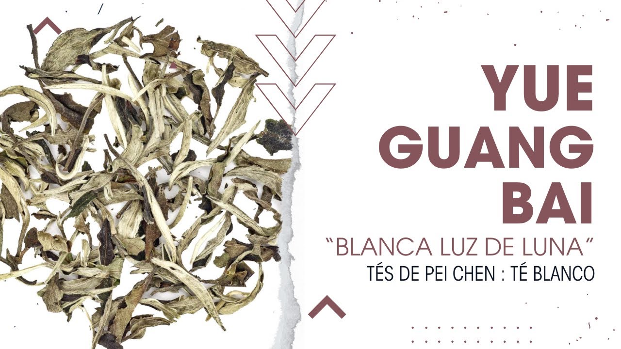 Los Tés de Pei Chen: Té Blanco YueGuangBai 'Blanca Luz de la Luna'