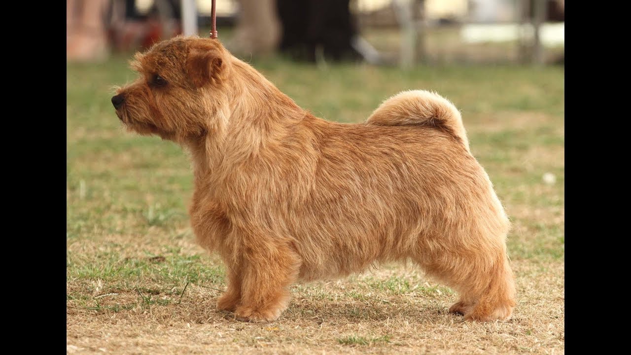 Terrier de Norfolk / Raza de Perro