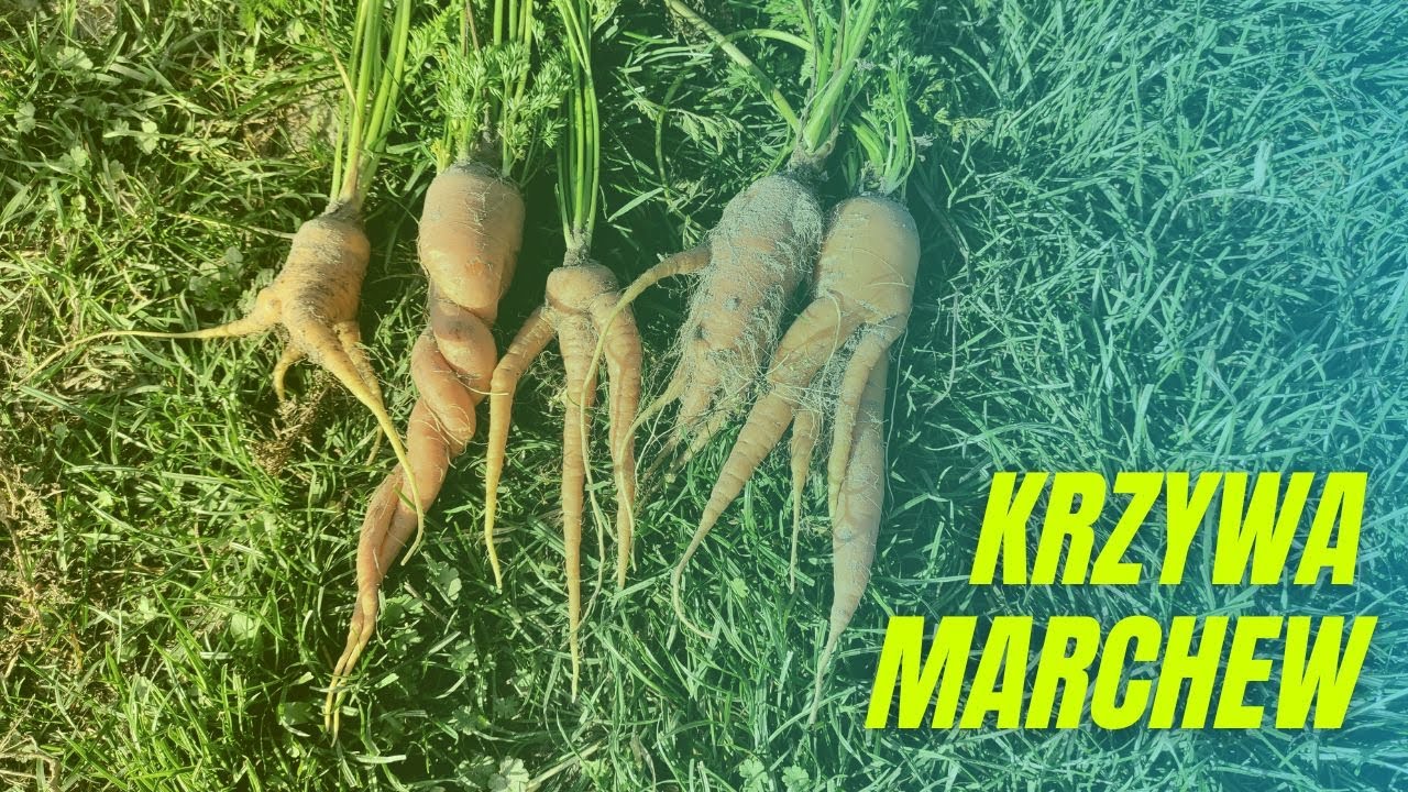 Dlaczego marchew rośnie zniekształcona (krzywa, rozdwojona, poskręcana, itd.)