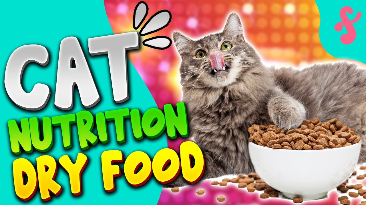 🍽️ Cat Nutrition and Cat Diet - DRY FOOD | Furry Feline Facts 🥣