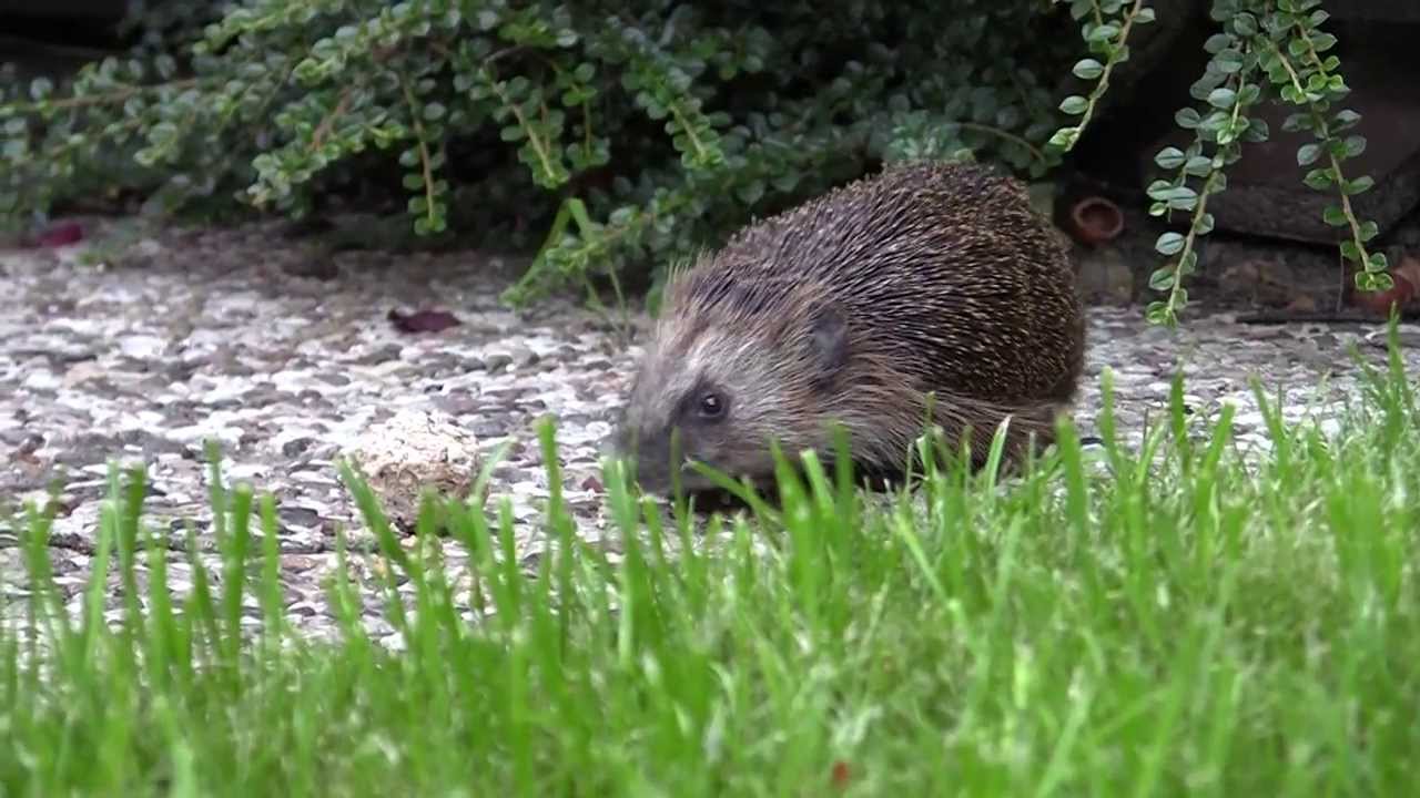Hedgehog trying to eat bird feed