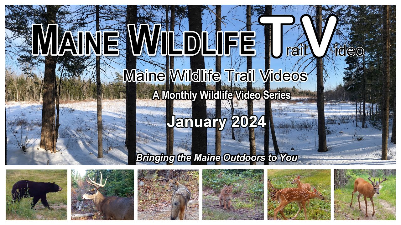 Maine Deer Herd/Coyote/Bobcat/January Wildlife Trail Video
