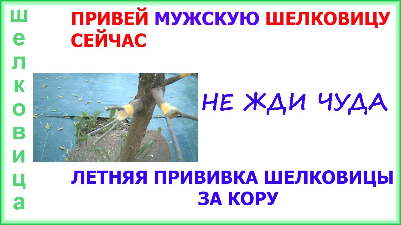 За 10 минут! Как привить мужскую ШЕЛКОВИЦУ летом в июне для плодоношения. Каждый так может.