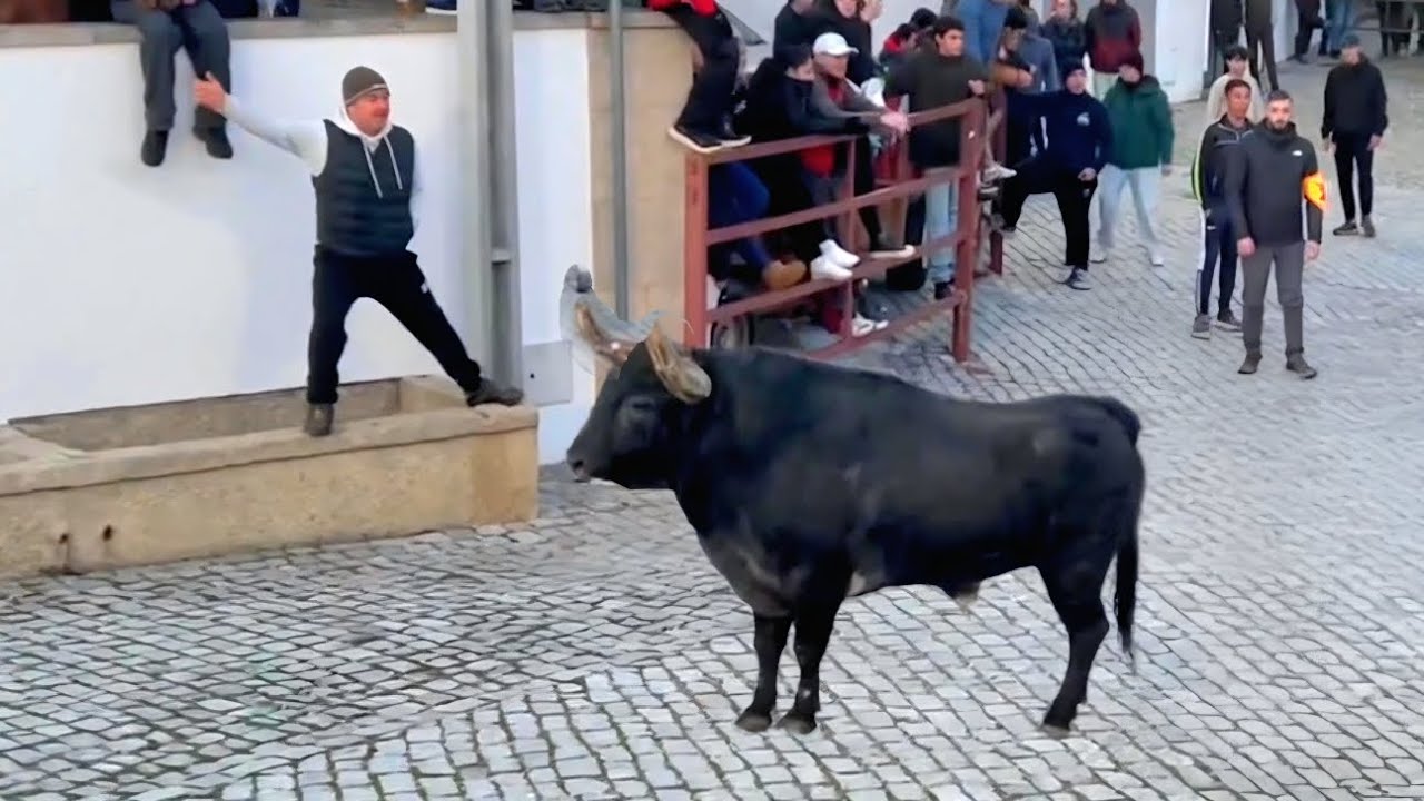 PELIGRO! Subido en el Muro Frente al TORO BRAVO