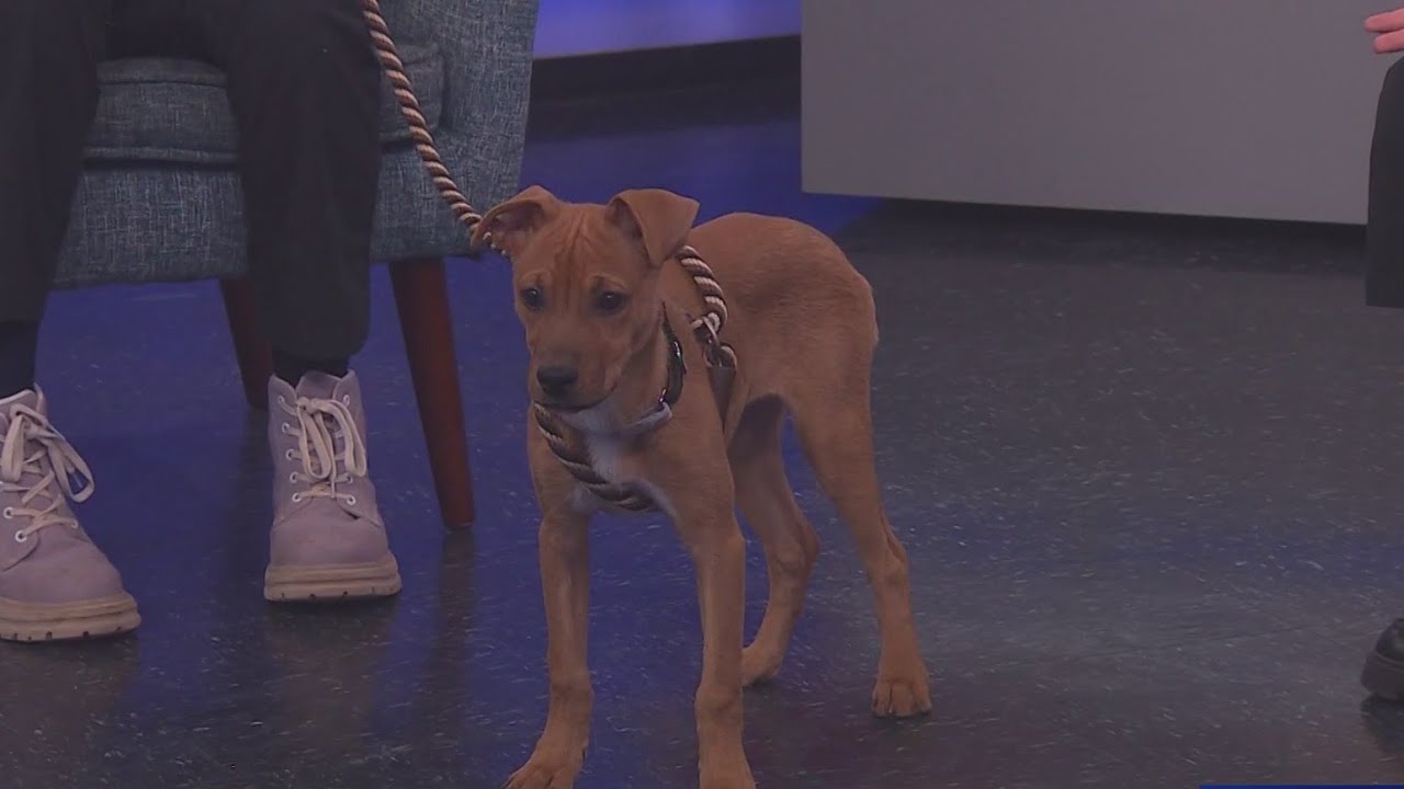 KLBK’s Pet of the Day is Estella! (3/2/26)