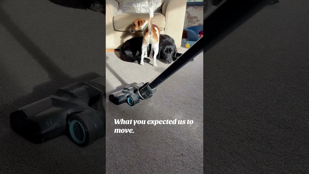 We&rsquo;re comfortable #smallholdinguk #blacklabradore #jackrussellterrier