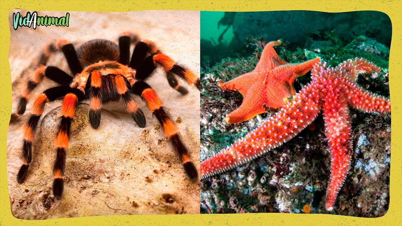 SORPRENDENTE 5 ANIMALES que PUEDEN REGENERARSE.