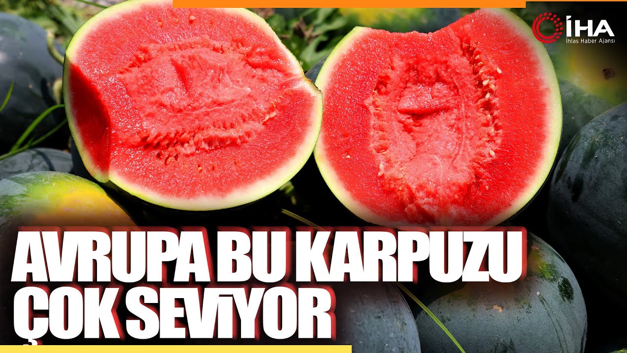 Adana'nın Çekirdeksiz Karpuzu Avrupa Sofralarını Süslüyor