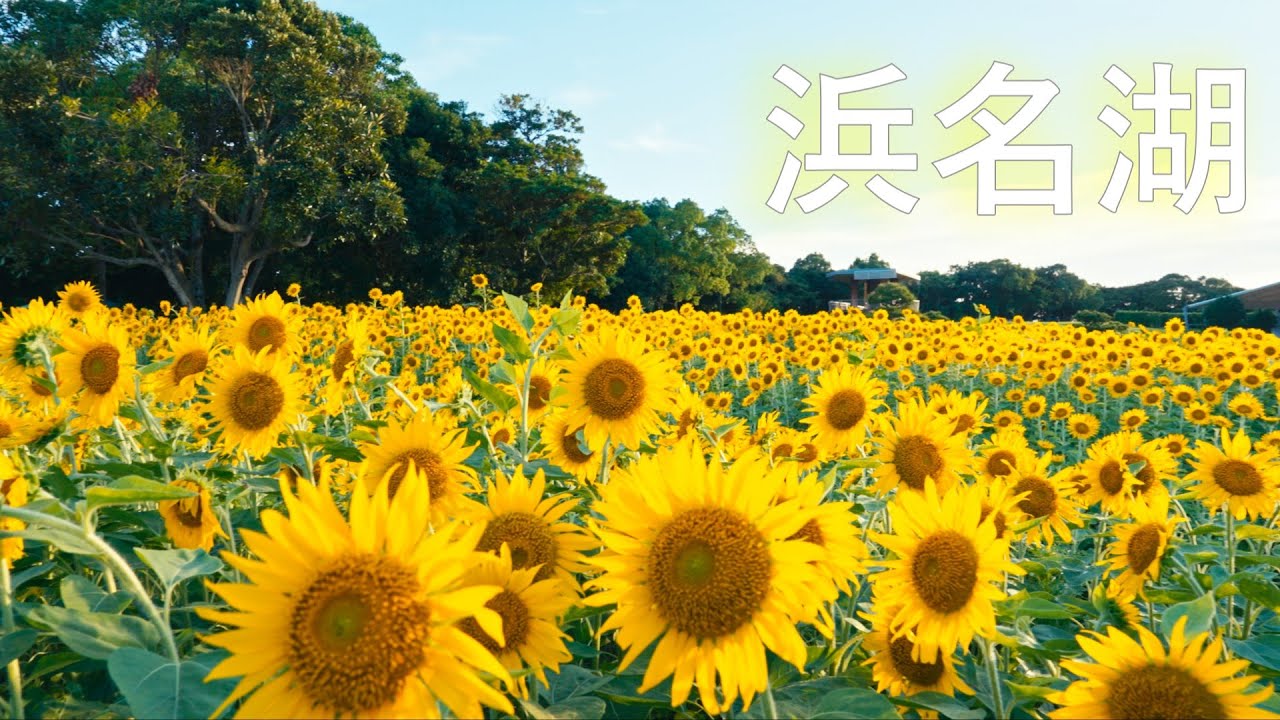 Sunflowers in Hamanako Garden Park｜Japan 4K