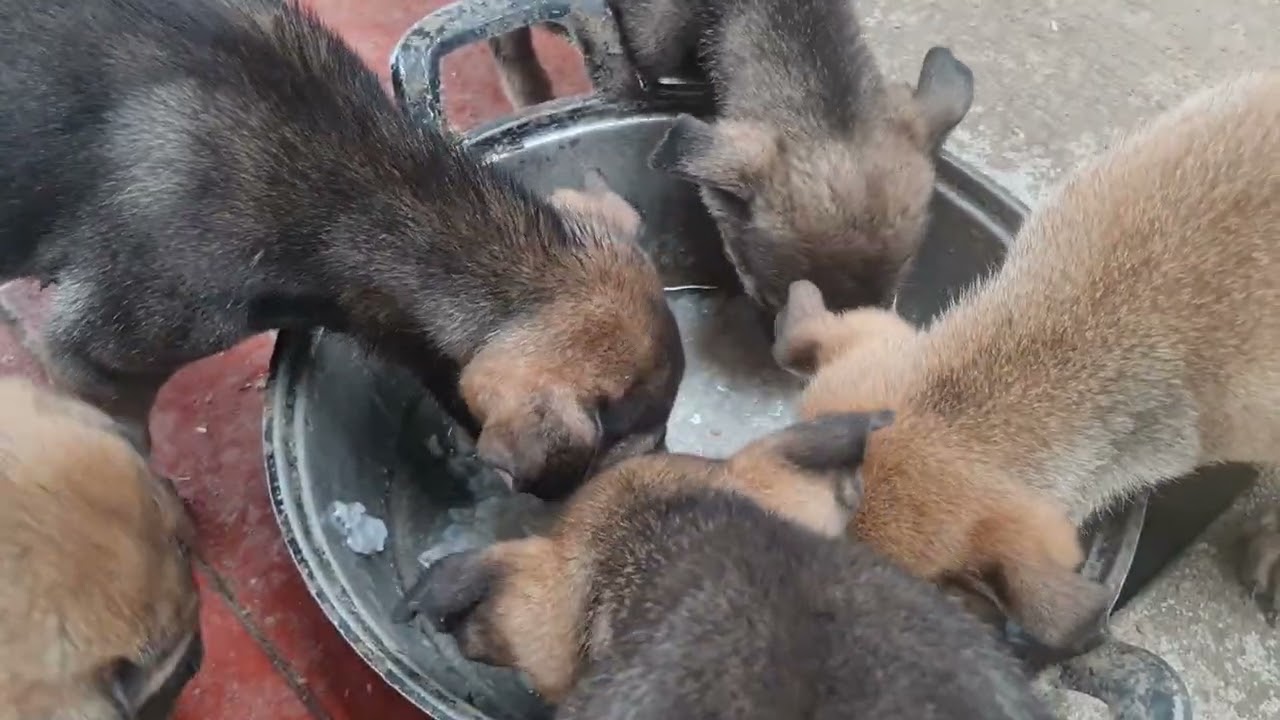 Day 8: My dog eat home