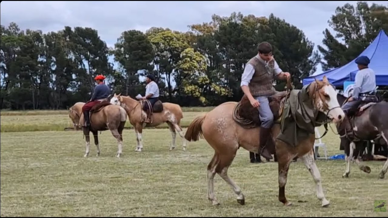 Caballos con 4 meses de Doma para MANSEDUMBRE Ciencia Gaucha  - Sociedad Rural de Cnel. Dorrego