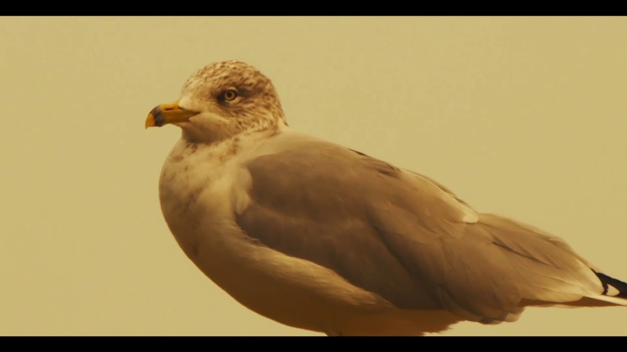 Tele Takumar 300mm f6.3, The Moon, Lake Ontario Boats