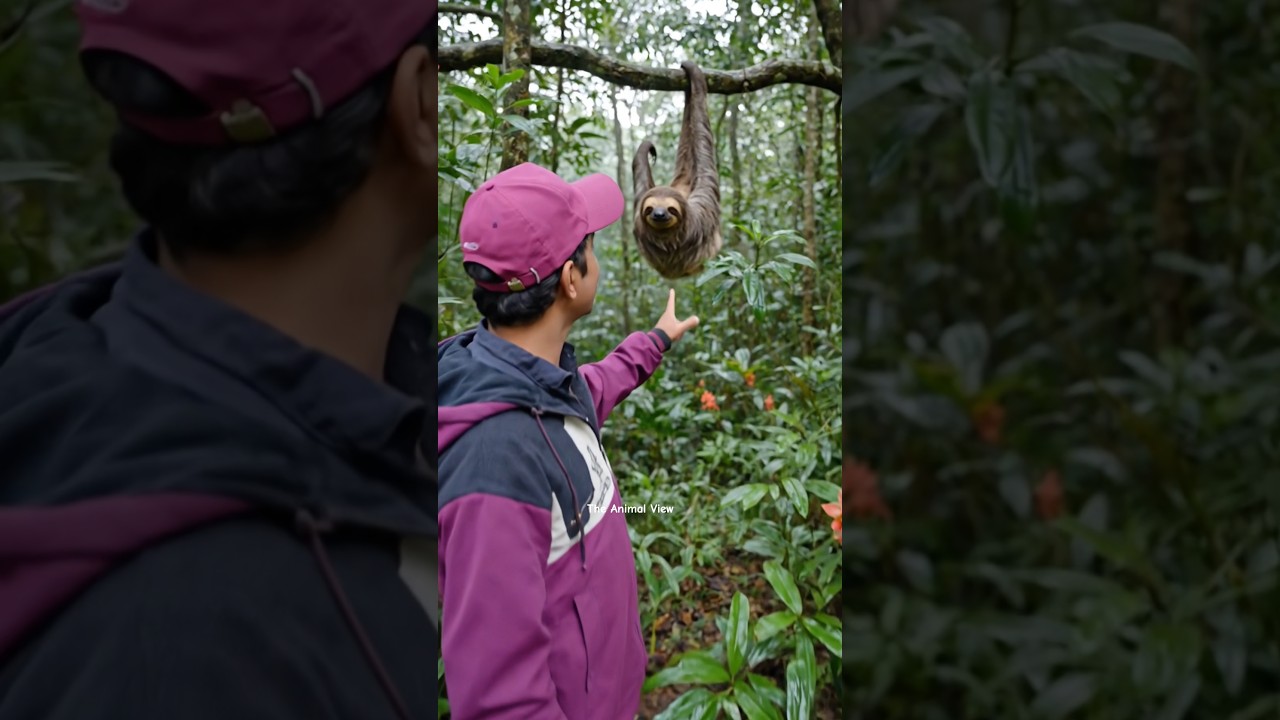 Sloth hanging slowly from tree branch, long arms, tropical rainforest environment.