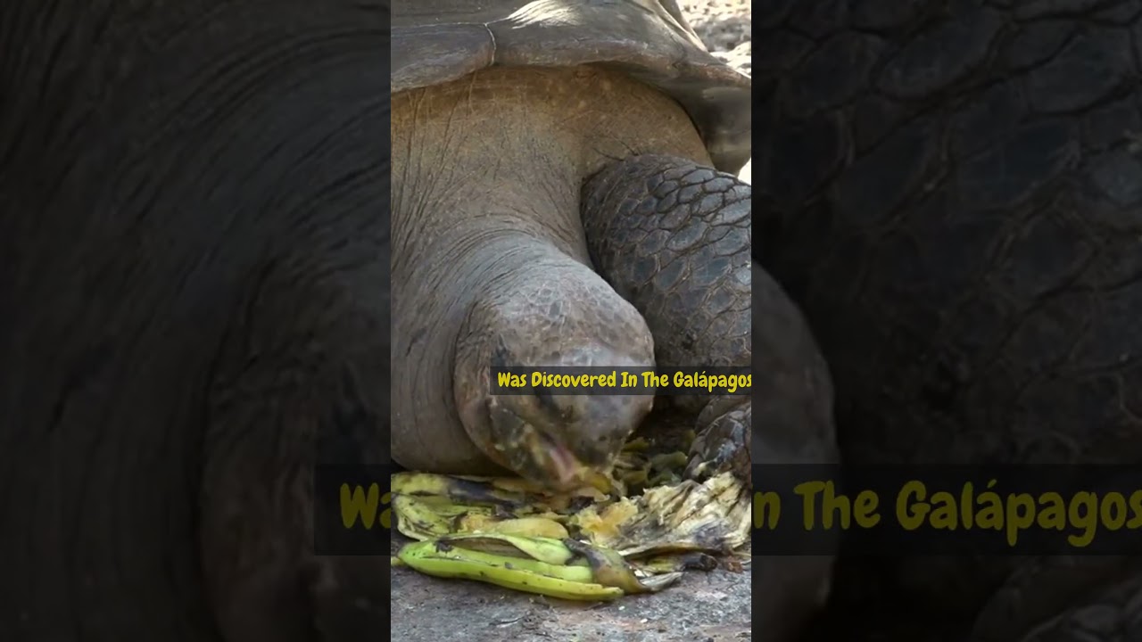 The world&rsquo;s Rarest Reptile #PintaIslandTortoise #LonesomeGeorge #RarestAnimal #EndangeredSpecies