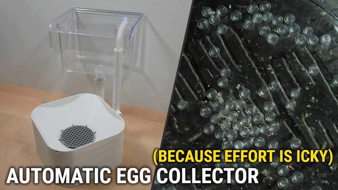 So You Want an Automatic Egg Collector?