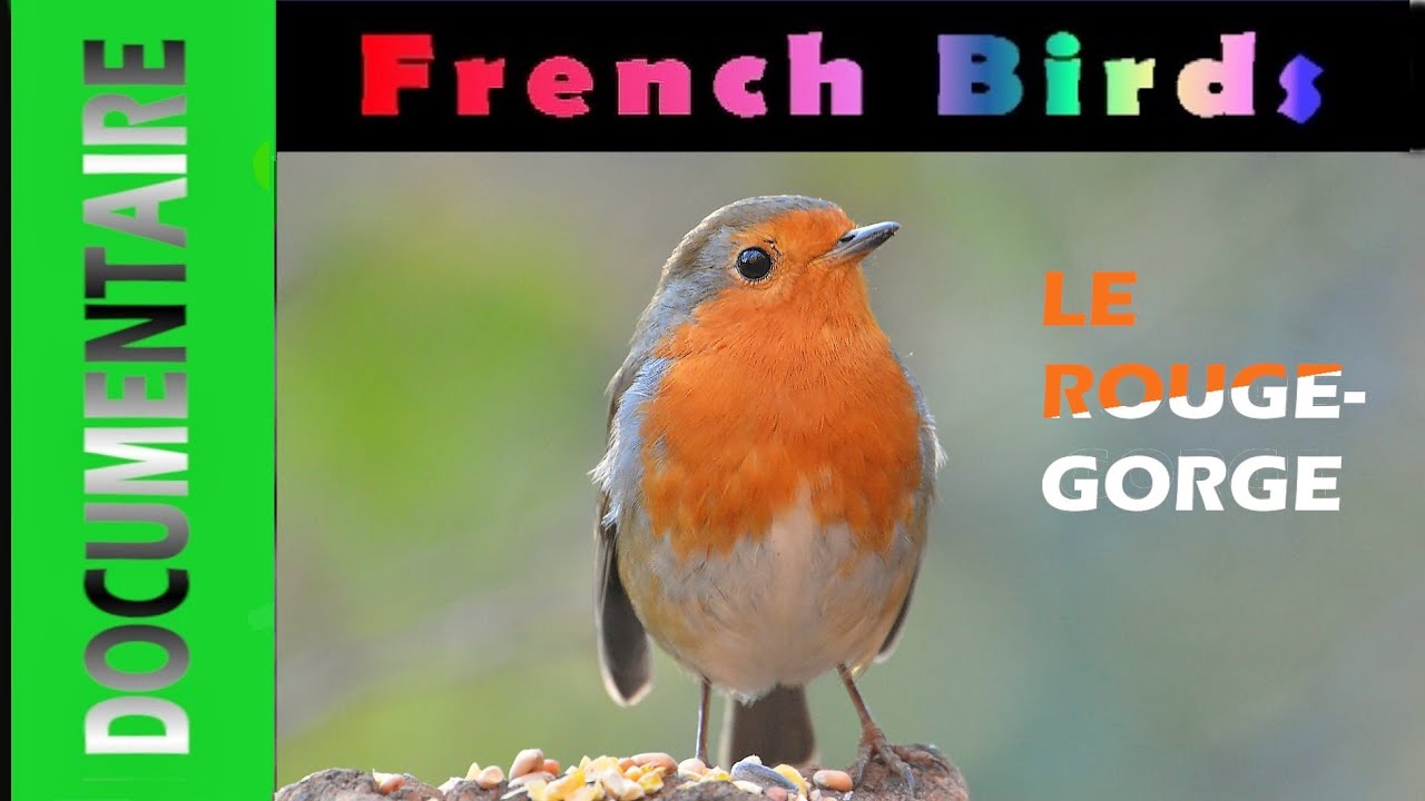 DOCUMENTAIRE :  le ROUGEGORGE FAMILIER