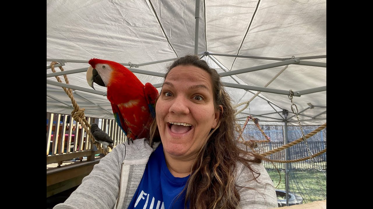 #222 DIE ZELT VOLIERE IST FERTIG  MEINE PAPAGEIEN FINDEN ES GANZ TOLL