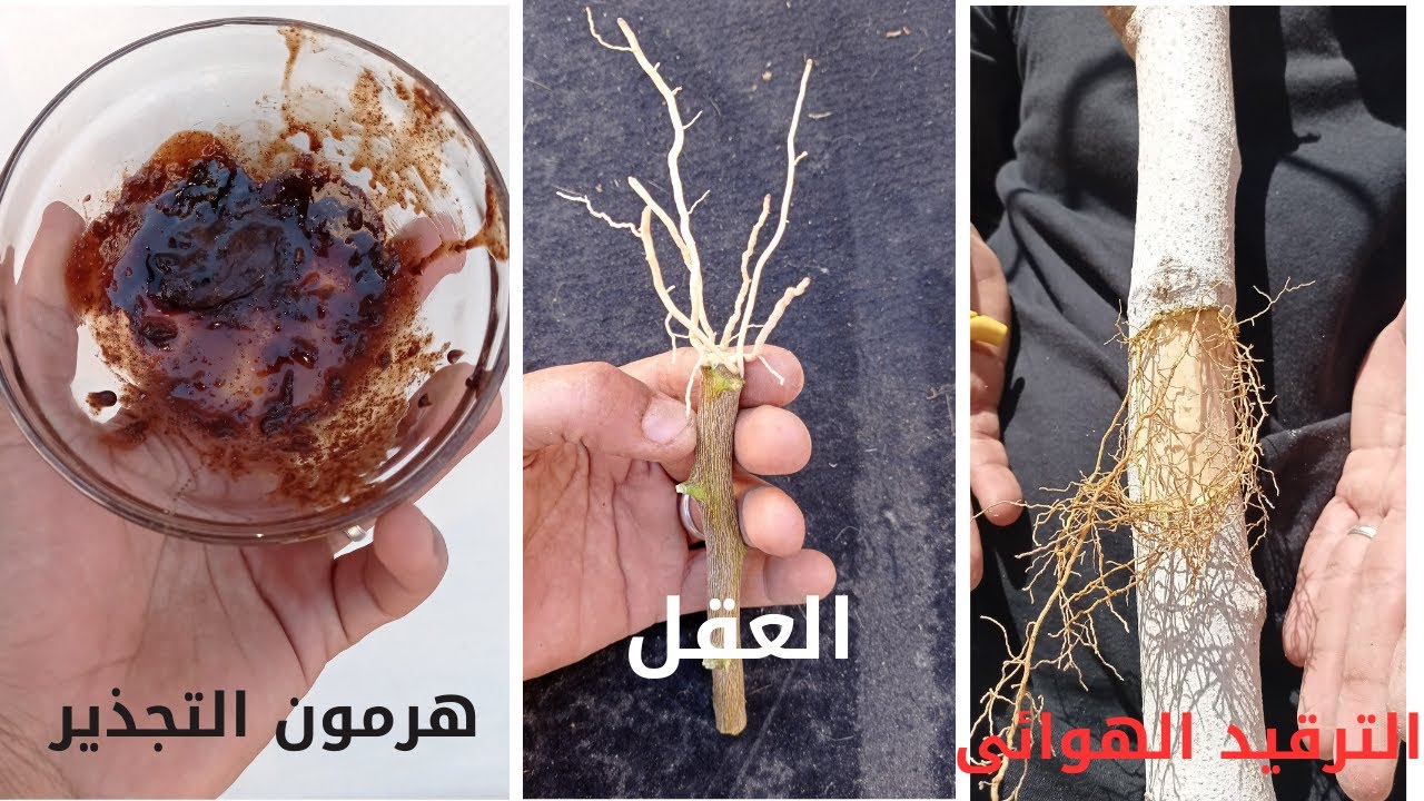 عمل هرمون تجذير طبيعي للعقل وللترقيد الهوائى وشرح مكوناته وطريقه استخدامه الصحيحه بالتفصيل