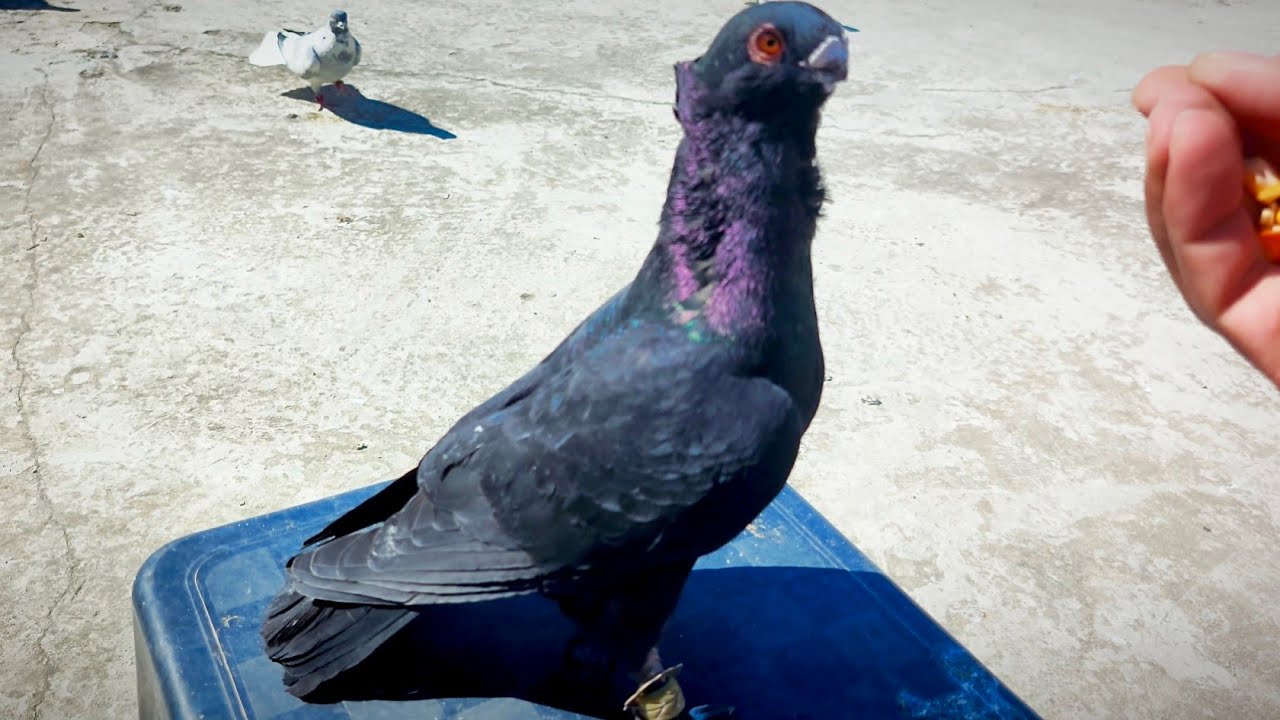 عزل فراخ جداد وجوله للإنتاج 👍🏼