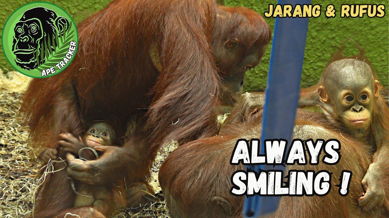 Baby Orangutan Has Big Smile For Mom
