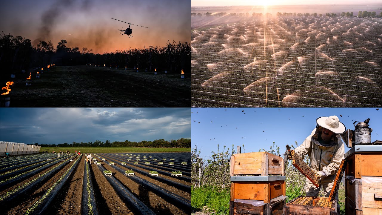 ŽIVOT V SADOCH - hudobná 4K prezentácia z prác v sadoch Boni Fructi.