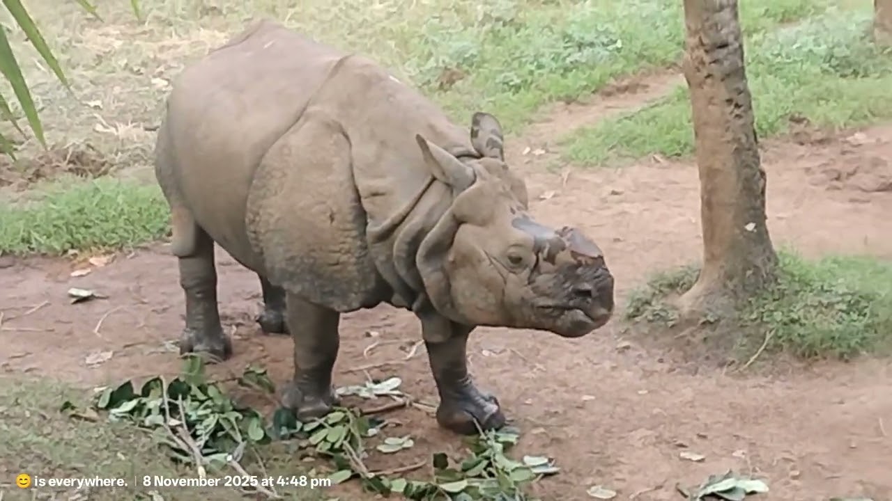 Thiruvananthapuram Zoo Kerala Videos