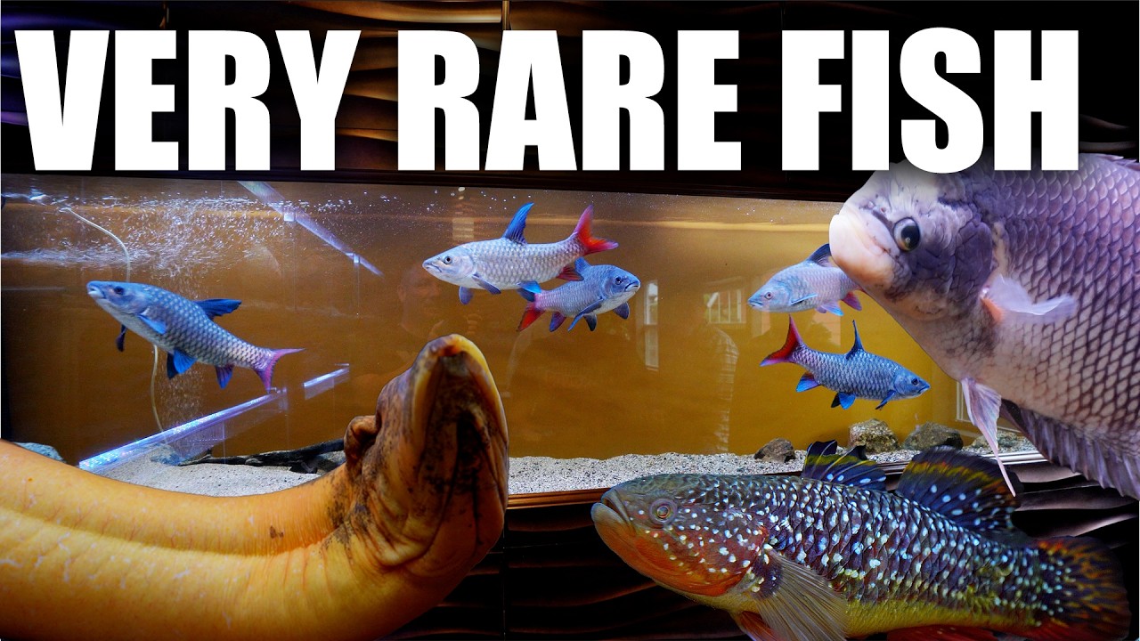 LUXURY FISH ROOM PRIVATE TOUR!! These aquariums will blow your mind!