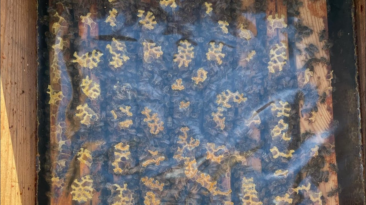 Krainka Słowenka 30 styczeń ul dadant