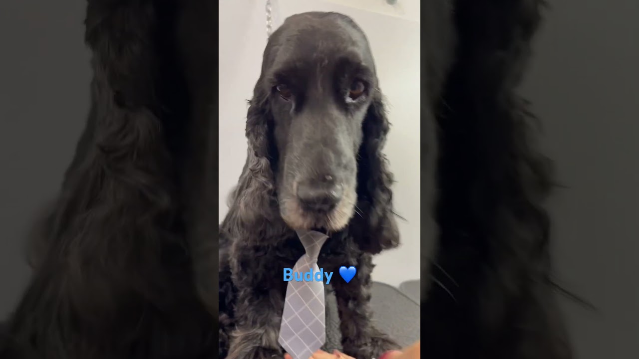 #cockerspaniel #beautifulpets #toeletta #cani #gatti #frascati #castelliromani #roma #italia #style