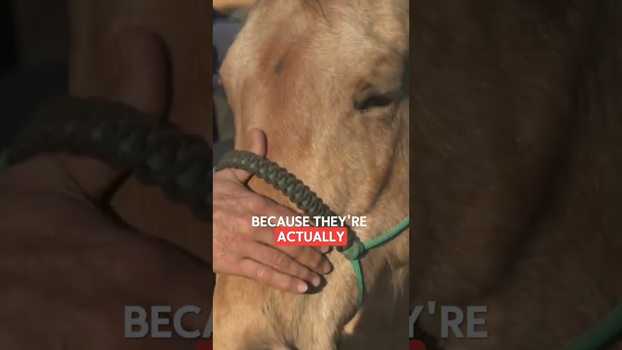 The Masterson Method Equine Bodywork