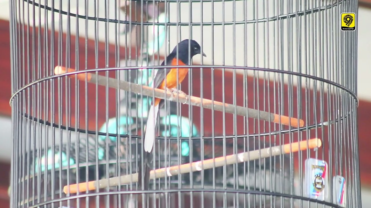 Emosi nya yang Gak Stabil membuat Mb Goku cuma masuk Nominasi