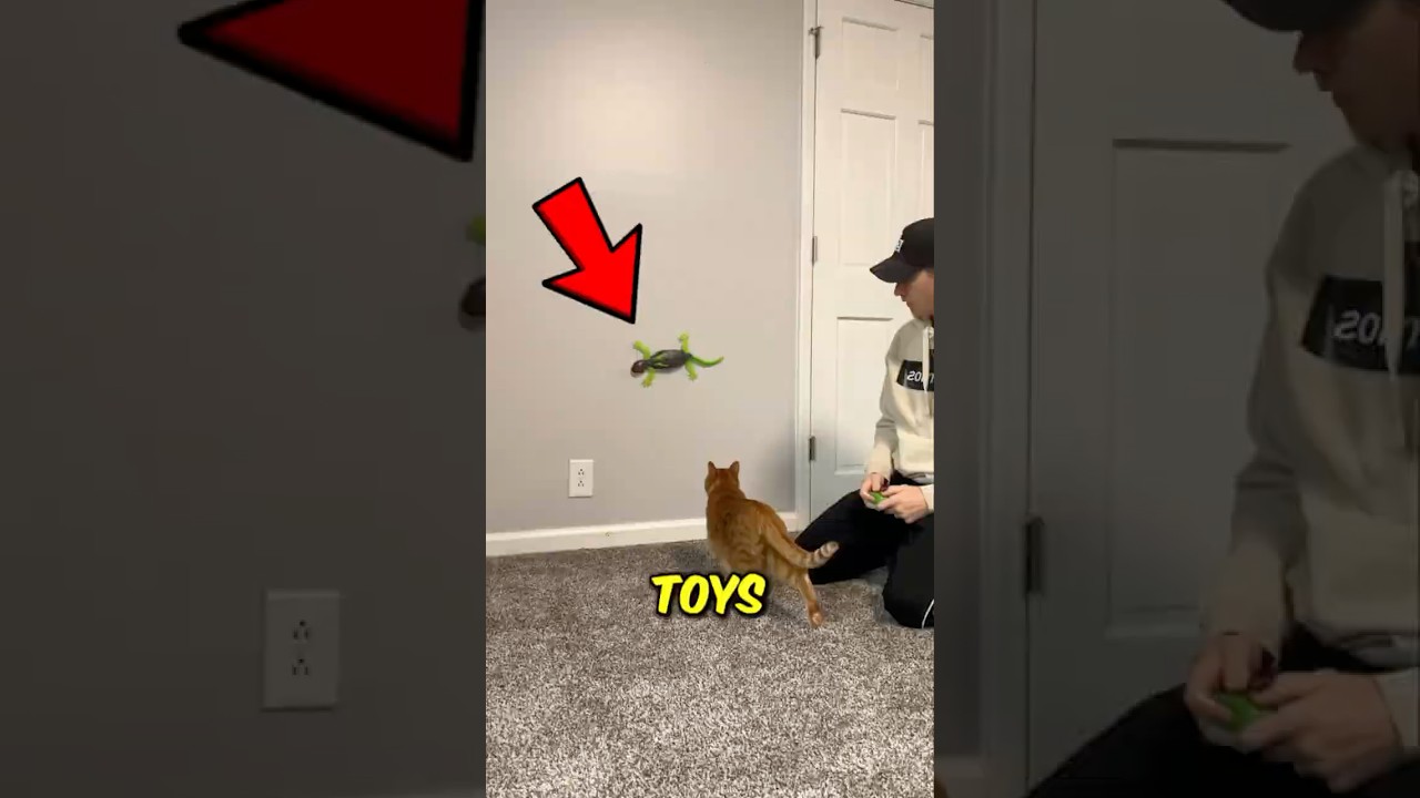 Топ-3 лучших игрушек для домашних кошек