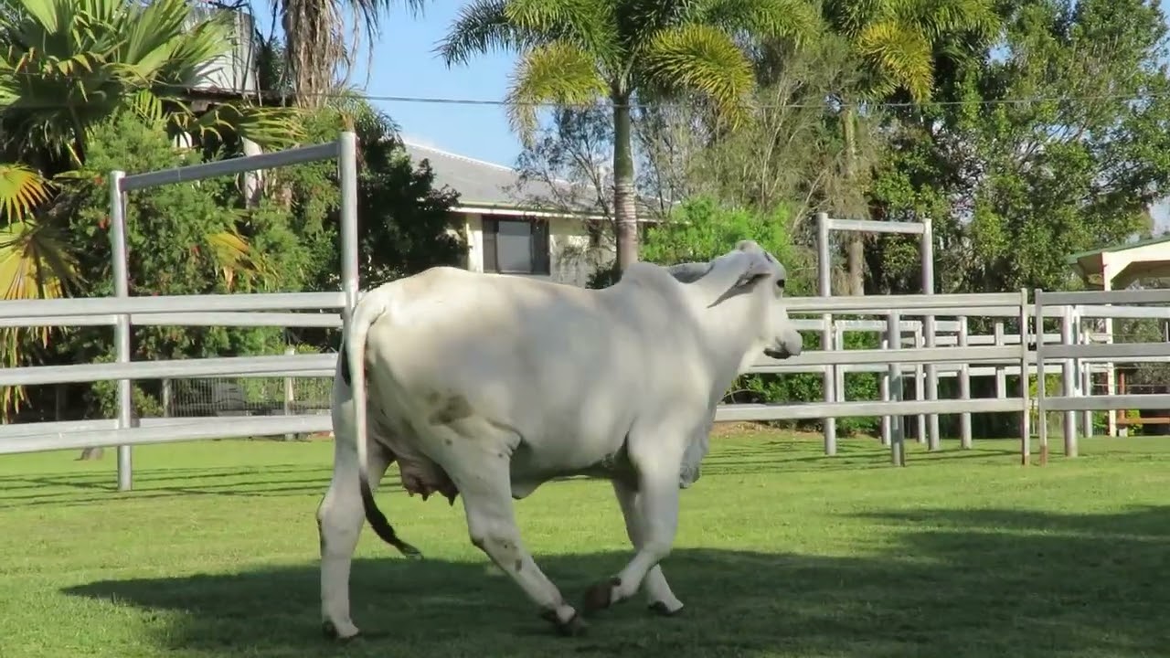 LOT 41   Females of the Future Sale 2022