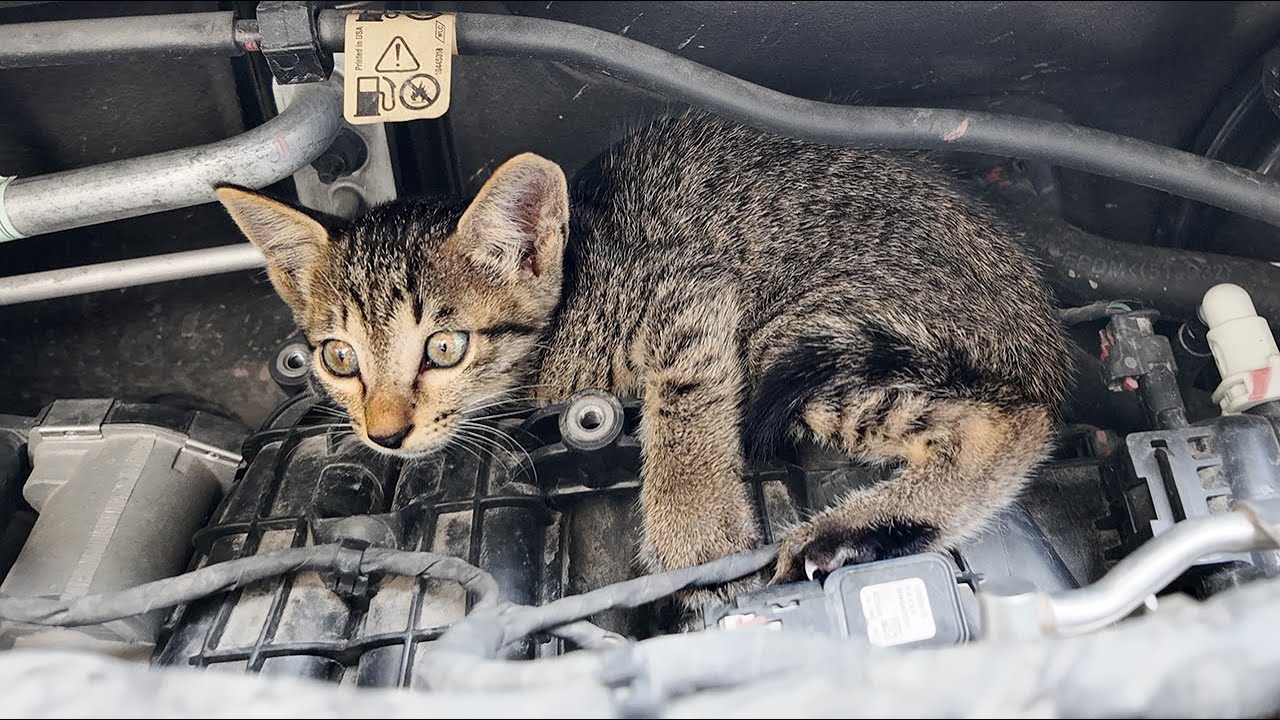 Dramatic Rescue: How We Saved a Kitten Trapped in a Car Engine Bay | LTT Animal - Rescue