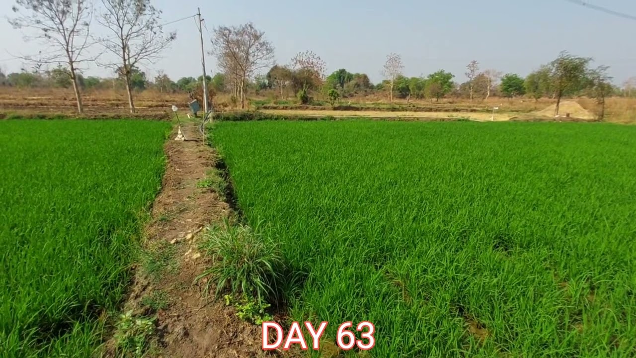 2025 Rice Farming Journey: From Seed to Harvest Day 63