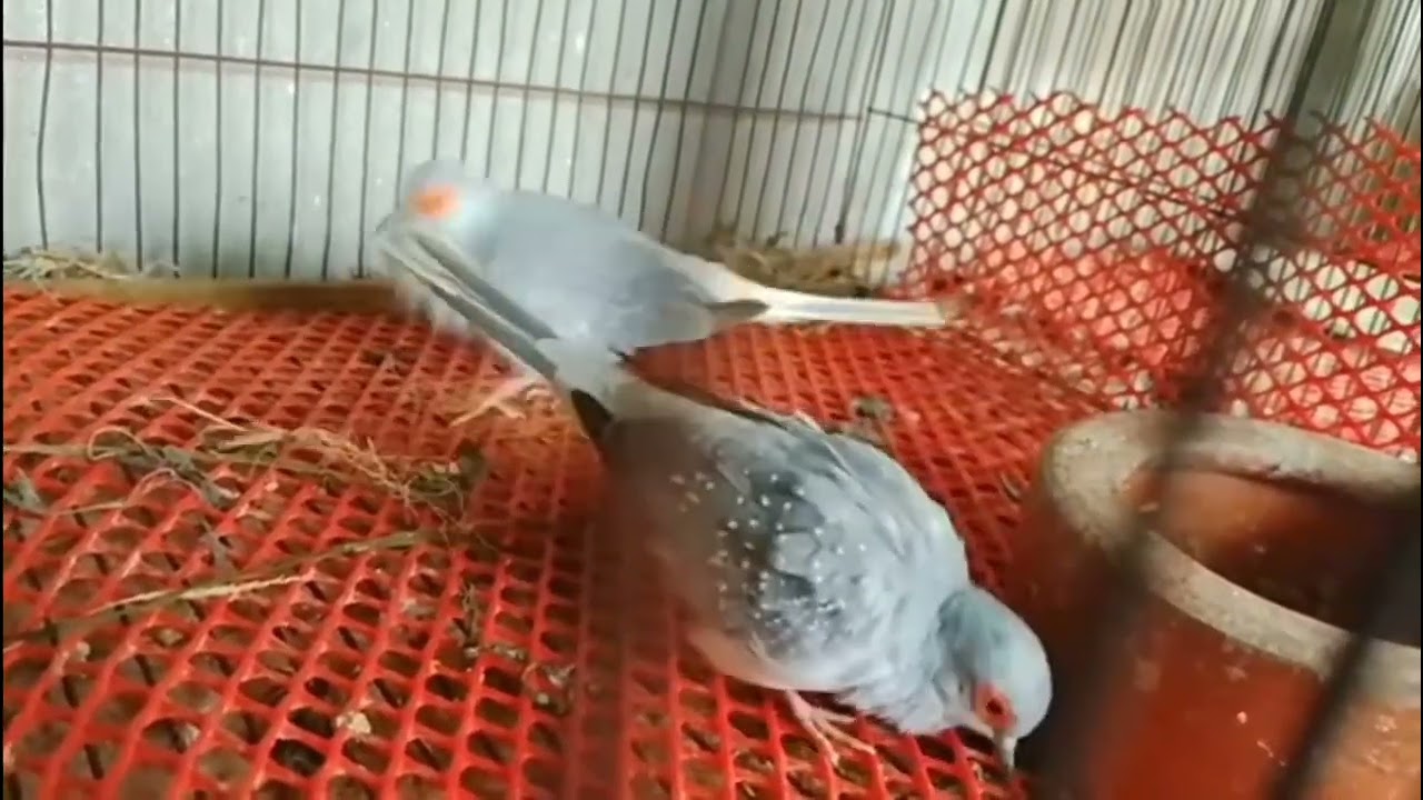 BEAUTIFUL DIAMOND DOVE❣️ PARROT. UZ_BIRDS_AVIARY