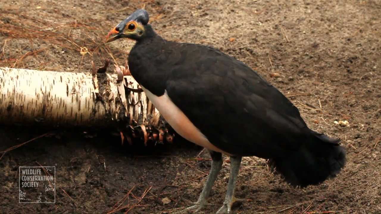 A Bird Like No Other: Bringing Up Maleos