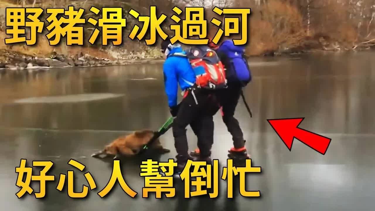 野豬穿過冰面準備回家，小夥發現後準備幫它一把，沒想到兩人把它送回了原點【小奶狗觀影】