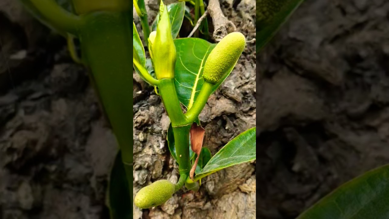 Прекрасный молодой джекфрут 