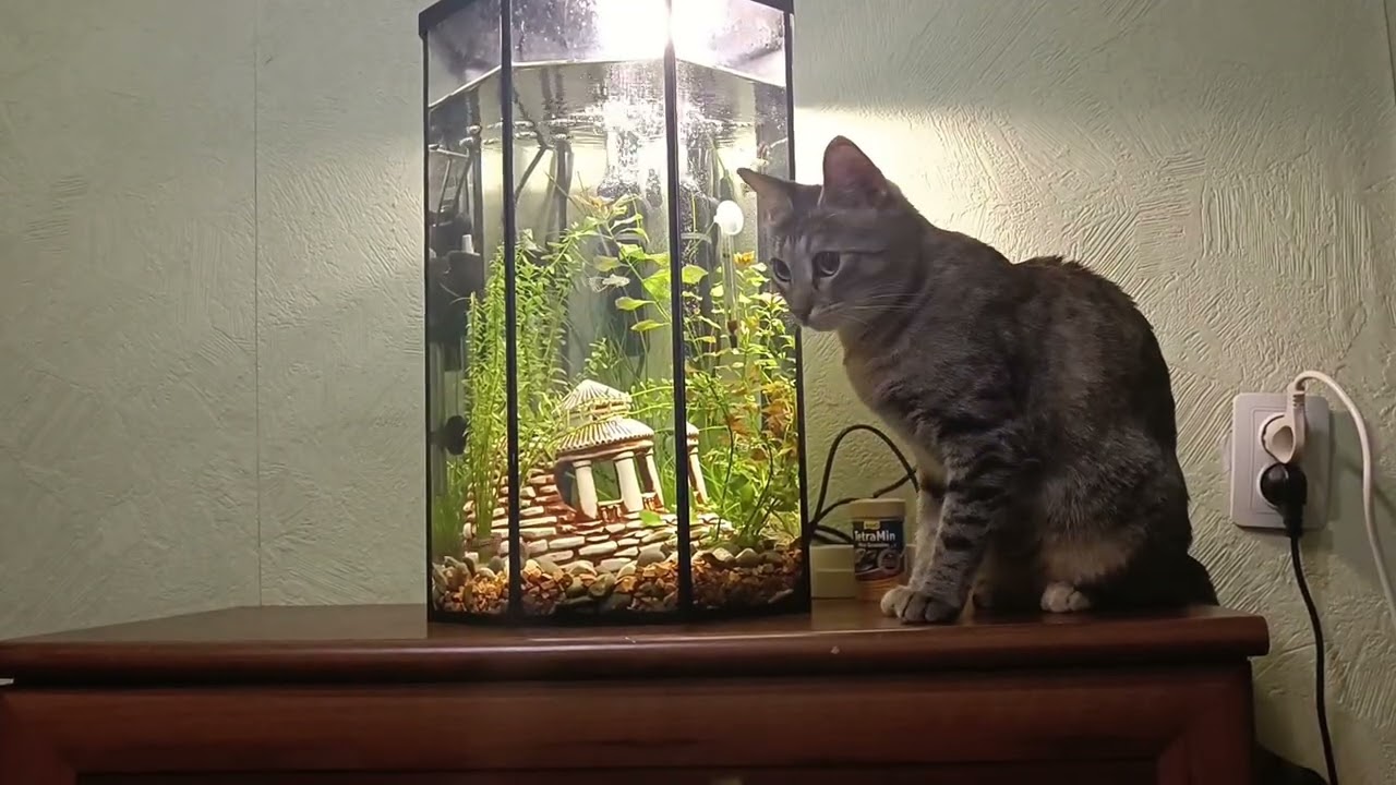 Кошка и рыбки 💙