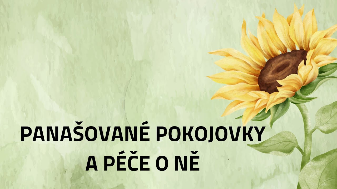 27 Vz&aacute;cn&eacute; pokojovky  a jejich p&eacute;če